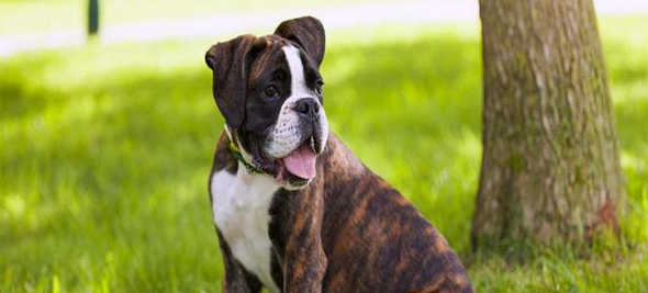 养拳狮犬要注意什么