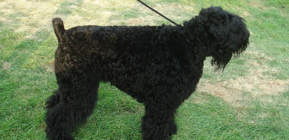 黑俄罗斯梗起源和介绍