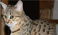 埃及猫生病了什么状态