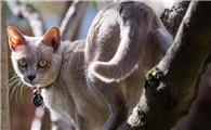 东奇尼猫多少钱一只