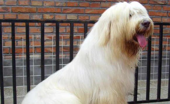 俄罗斯南部牧羊犬吐了需要怎么办 俄罗斯南部牧羊犬吐了需要怎么办