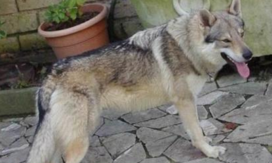 捷克狼犬需要怎么教