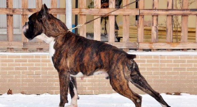 伯格犬喜欢什么 伯格犬喜欢什么