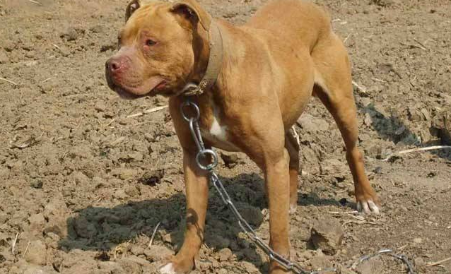 美国比特犬有几种颜色