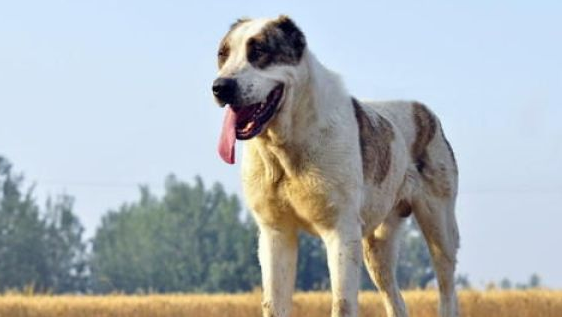 中亚牧羊犬的外貌特征性格 中亚牧羊犬的外貌特征性格