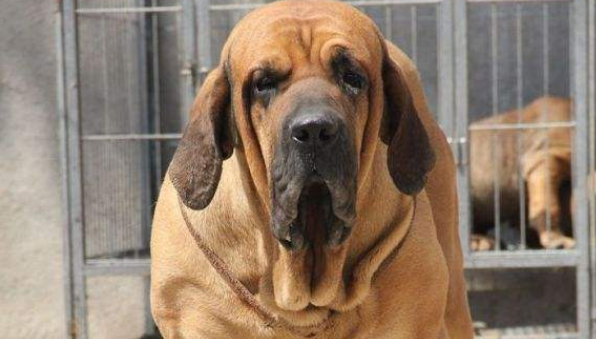 巴西菲勒犬训练技巧