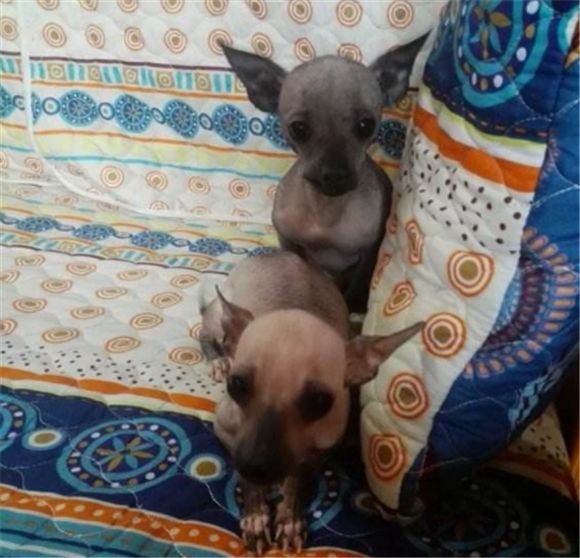 墨西哥无毛犬训练技巧 墨西哥无毛犬训练技巧