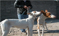 依比沙猎犬窝咳吃什么药最好