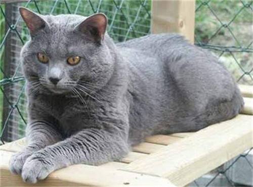 夏特尔猫多大绝育比较好
