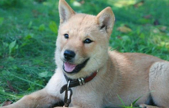 北海道犬的眼睛呈三角形,眼睛的颜色呈黑褐色,鼻梁呈黑色,嘴唇周围附