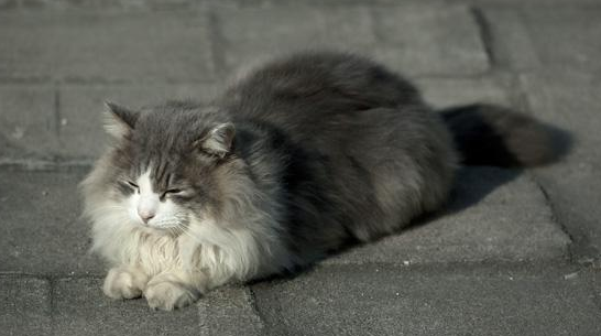 挪威森林猫能长多大 挪威森林猫能长多大