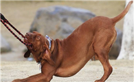 红骨猎浣熊犬喂养技巧指南
