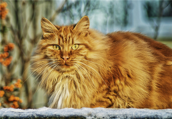 想买挪威森林猫？先别急，看完这篇文章，少走弯路