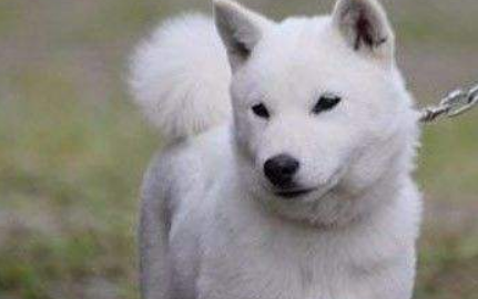 北海道犬饲养有什么注意点