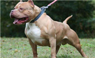 美国比特犬窝咳应该怎么办