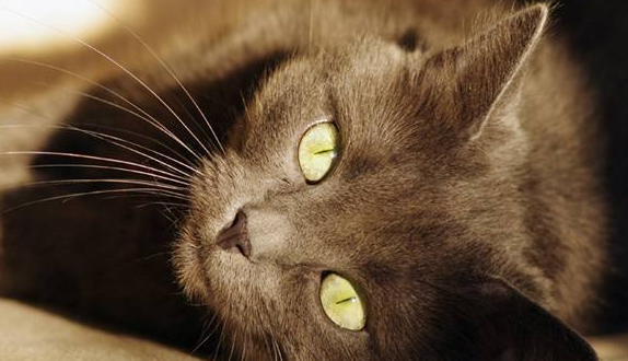 科拉特猫外形特征