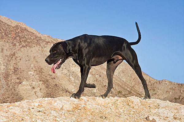 养指示犬要注意什么
