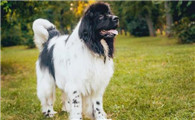 纽芬兰犬1天要吃几顿