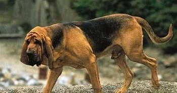 寻血猎犬需要训练什么
