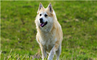 挪威布哈德犬攻击性很强吗