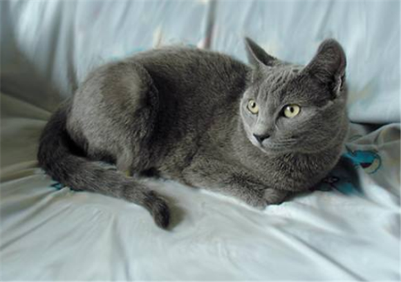 夏特尔猫品相怎么看 夏特尔猫品相怎么看