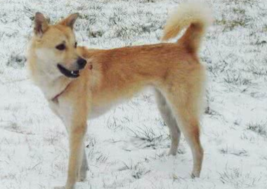 北海道犬一般有多高 北海道犬一般有多高