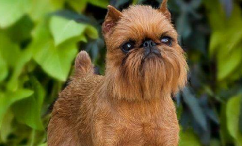 布鲁塞尔格里芬犬训练技巧