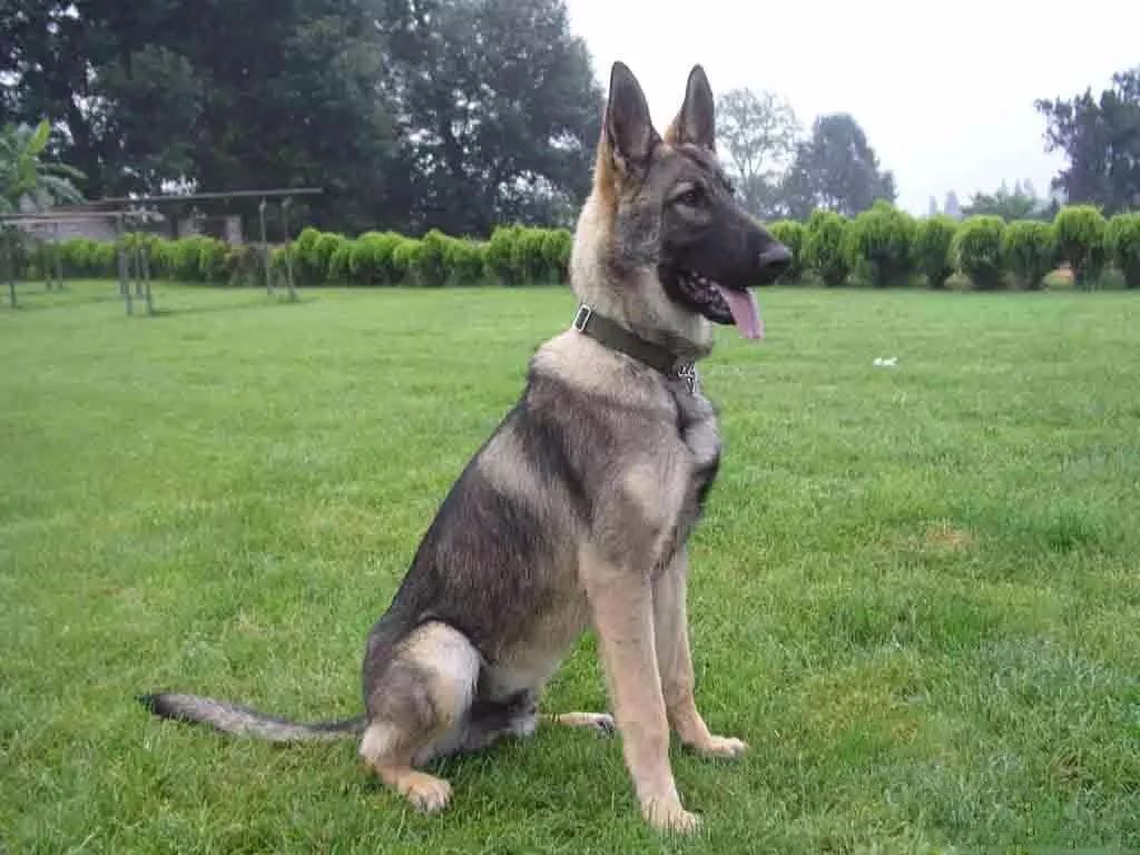 昆明犬怎么判断生病了 昆明犬怎么判断生病了