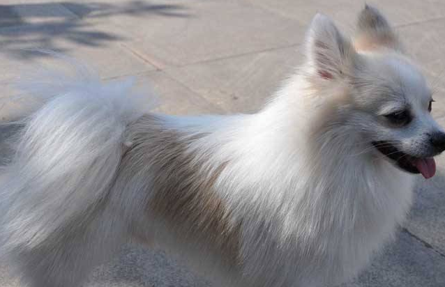 德国狐狸犬训练项目