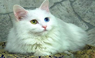 土耳其安哥拉猫能长多大