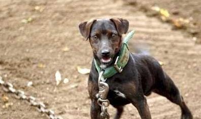 帕特大勒梗有哪些喜好