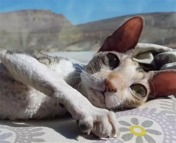 柯尼斯卷毛猫生病了什么状态