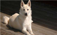 养挪威牧羊犬注意事项