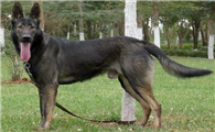 中国昆明犬哪种颜色好