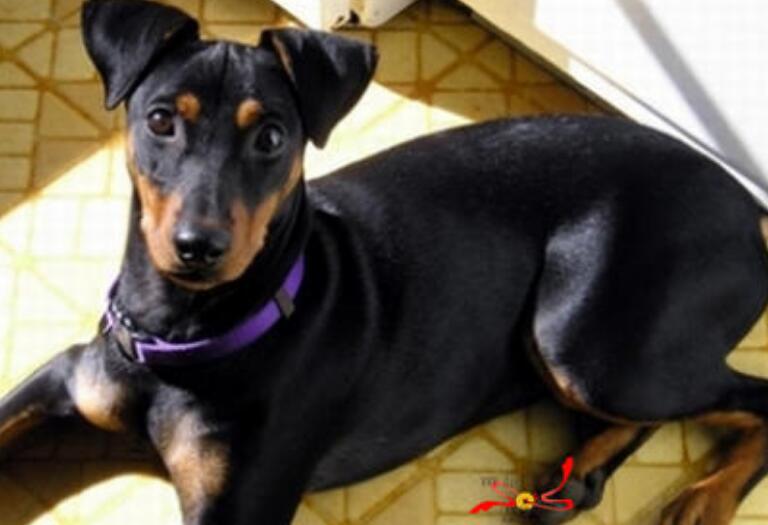 德国宾沙犬起源和介绍