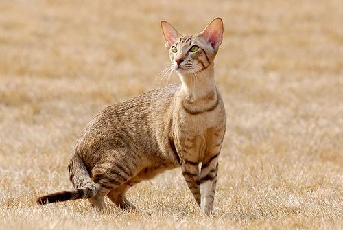 埃及猫为什么要绝育 埃及猫为什么要绝育