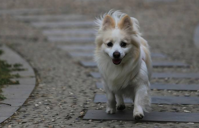 德国狐狸犬拉稀应该怎么做