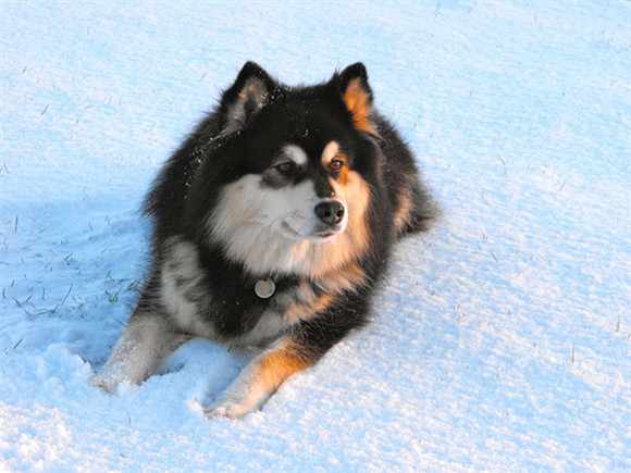 芬兰拉普猎犬怎么判断生病了 芬兰拉普猎犬怎么判断生病了