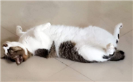 日本短尾猫适合吃什么