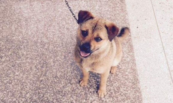 奇努克犬需要怎么教