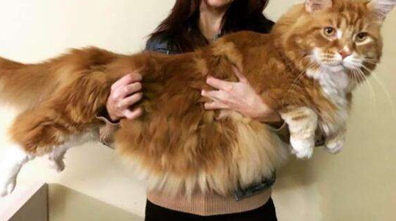 缅因猫不能吃什么