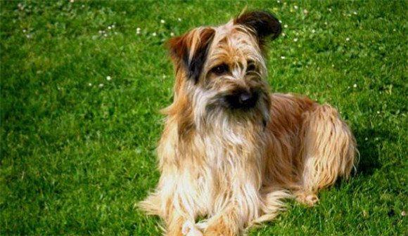 什么东西比利牛斯牧羊犬不能吃 什么东西比利牛斯牧羊犬不能吃