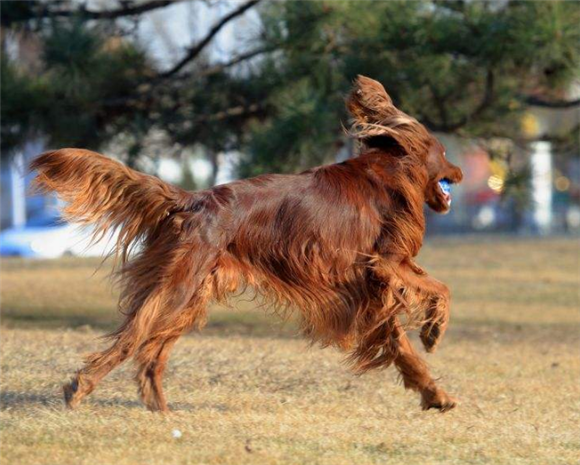 英国雪达犬的体重是多少