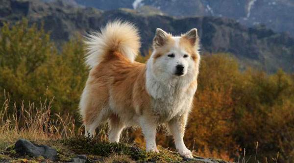 冰岛牧羊犬1天要吃几顿