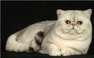 异国短毛猫外形特征
