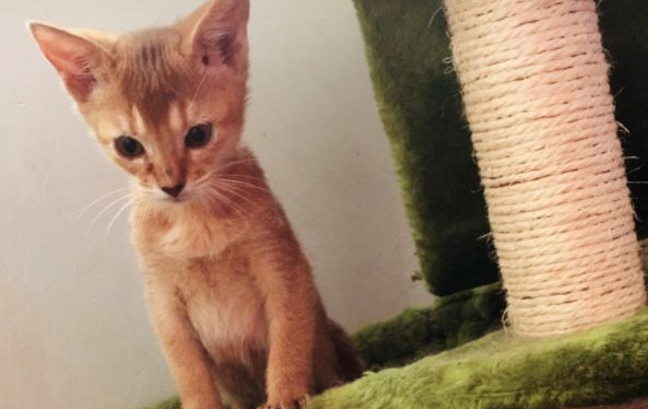 阿比西尼亚猫聪明吗