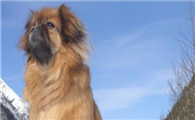 西藏猎犬训练技巧有哪些