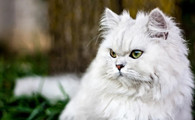 金吉拉猫多少钱一只