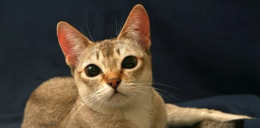 新加坡猫为什么要绝育