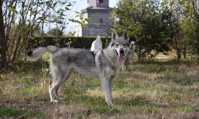 捷克狼犬機靈嗎